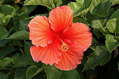 中式重科幻独立FPS《红移点》Steam页面 发售日期待定